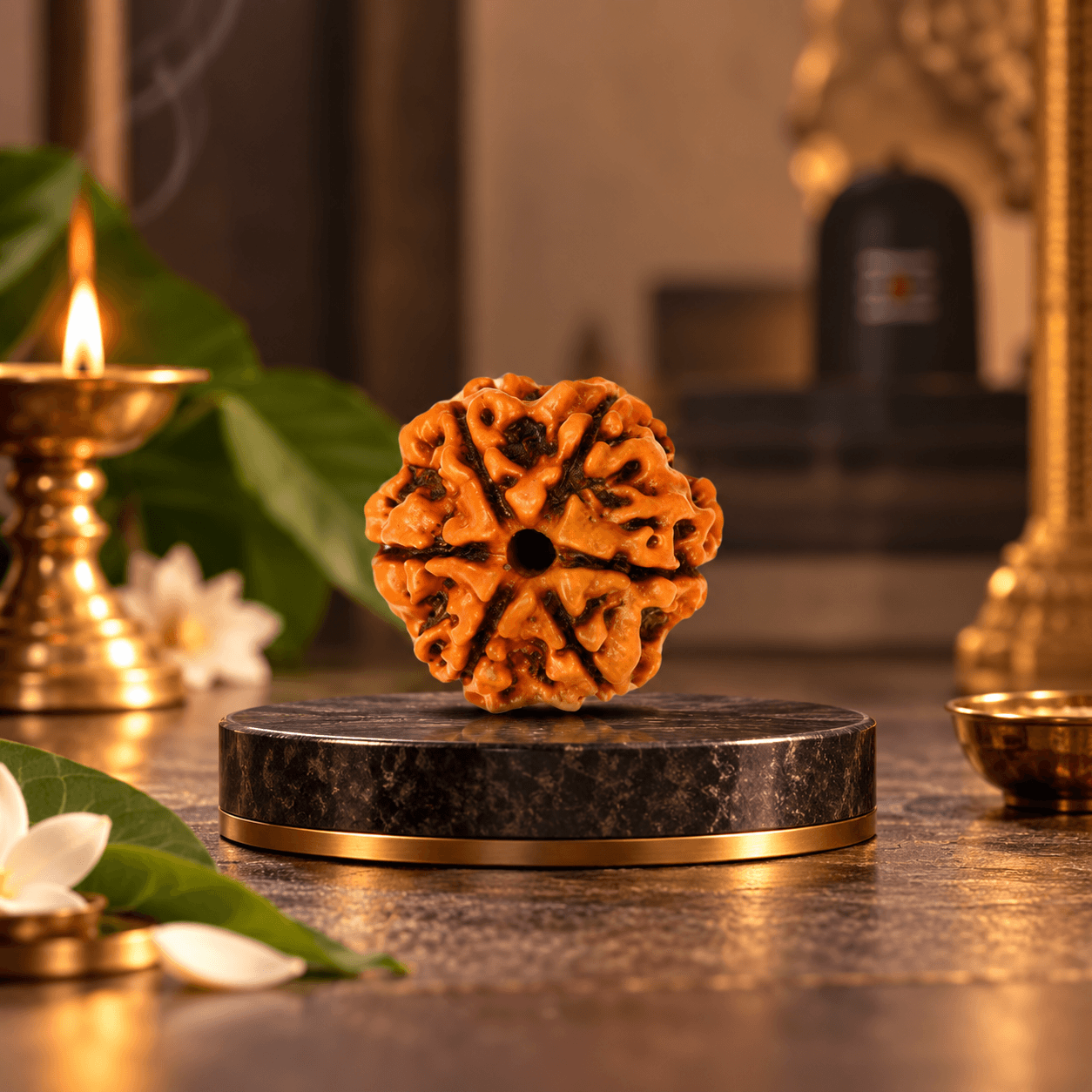 6 Mukhi Rudraksha